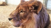 PRNewswire.- Se dio a conocer que once animales exóticos, entre ellos leones africanos y otros grandes carnívoros, fueron transferidos de México a The Wild Animal Sanctuary en Colorado, después de […]