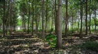 Productores de distintas regiones forestales del país pidieron formular un proceso de consulta de los contenidos de la ley forestal antes de ser aprobada en el Senado mexicano, y junto […]
