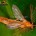 Se dio a conocer que la UNAM desarrolla el proyecto “LINBOS, Los Insectos del Bosque Seco”, estudio desarrollado por expertos del Instituto de Biología (IB) de esta universidad, y que […]