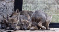 Con base al trabajo de la Comisión Nacional de Áreas Naturales Protegidas (CONANP) para reintroducir la subespecie de lobo gris mexicano en vida silvestre, se registró en conjunto con la […]