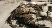 Se dio a conocer que pescadores de Baja California, acusaron a la empresa Roca de San Martín S.P.R. de R. L., de causar la muerte de lobos marinos en los […]