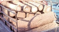 La Procuraduría Federal de Protección al Ambiente (Profepa) llevó a cabo un decomiso histórico en el municipio de Otzolotepec, Estado de México, de 826 metros cúbicos de madera con un […]