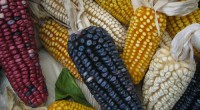La empresa internacional Monsanto pretende sembrar maíz genéticamente modificado en el estado de Sinaloa, semilla de la cual no existen evidencias contundentes de que sea seguro para la salud de […]