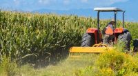 La Secretaría de Agricultura, Ganadería, Desarrollo Rural, Pesca y Alimentación (SAGARPA) prevé una producción de 23.3 millones de toneladas de maíz blanco para el presente año, lo que representaría un […]
