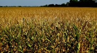 La presencia del maíz transgénico en México es y seguiría siendo motivo de análisis, tanto por sus procesos biotecnológicos, agropecuarios y alimenticios como sociales y culturales, al ser parte de […]