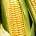 De acuerdo a un estudio del Colegio de México (Colmex), el Centro de Investigación y Docencia Económicas (CIDE), Desarrollo y Alimentación Sustentable y la Universidad de California, el maíz mexicano […]