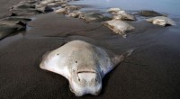 La muerte de mantarrayas en las playas veracruzanas es todo un rompecabezas para las autoridades medioambientales (Semarnat). Hasta ahora, los dos más implicados en la investigación respectiva: Pemex y pescadores, […]