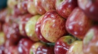 En lo que va de 2015 las importaciones de manzanas desde Estados Unidos se han incrementado en un 52% con relación al año pasado, lo que ha colocado a los […]