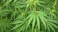    Las empresas de cannabis medicinal despertaron el interés de los inversionistas minoristas en febrero, ya que el sector continúa creciendo rápidamente tanto en tamaño como en popularidad, según la plataforma de […]