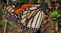 La Comisión Nacional de Áreas Naturales Protegidas (CONANP), informó que se registran las primeras mariposas Monarca a territorio mexicano, que han sido avistadas en el norte del país, en el […]