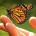 La Reserva de la Biósfera de este insecto migratorio se encuentra protegida de la tala ilegal Se espera el arribo del doble de mariposas con respecto al año anterior Para […]