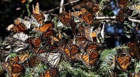 La Federación reconoce la importancia estratégica de conservar una especie emblemática para México como lo es la Mariposa Monarca, a la par de impulsar el desarrollo sustentable de las comunidades […]