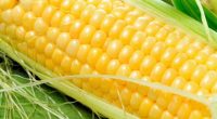La Secretaría de Agricultura y Desarrollo Rural, a través de Seguridad Alimentaria Mexicana (Segalmex), anunció el ajuste al alza del precio de garantía por tonelada de maíz para productores de […]