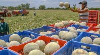 La producción de melón en México pasó de 543 mil a 564 mil toneladas entre 2015 y 2016, con lo que aumentó la disponibilidad de este producto para consumo interno […]