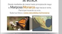 A partir de marzo y hasta mayo de este año, la generación “Matusalén” de la mariposa Monarca emprende su vuelo de regreso al norte del continente. A diferencia de sus […]