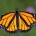 * La unión de propósitos en favor de la mariposa monarca, de Enrique Peña Nieto, Barack Obama y Stephen Harper, es asunto de la mayor importancia. Perder a ese insecto […]