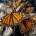 La Comisión Nacional de Áreas Naturales Protegidas (Conanp) informó que después de un largo recorrido de más de 4 mil km, las mariposas Monarca comenzaron a llegar a sus refugios […]