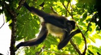 Con la finalidad de asegurar la permanencia del mono araña de manos negras en la Región Prioritaria de Conservación de la Chinantla, Oaxaca, la Comisión Nacional de Áreas Naturales Protegidas […]