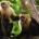 Los monos capuchinos, que viven en selvas y bosques de varios países de América del Sur, en su hábitat natural realizan movimientos muy variados, más de la mitad destinados a […]