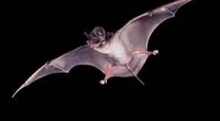Se dio a conocer que el murciélago magueyero menor (Leptonycteris yerbabuenae), uno de los principales polinizadores de diversas especies de agave, ya no es una especie amenazada y saldrá de […]