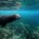 Derivado del cierre temporal a las actividades de nado con lobo marino en la zona de «Los Islotes» del Parque Nacional Zona Marina Archipiélago de Espíritu Santo, se incrementó notablemente la […]