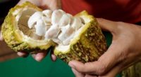 El Instituto Nacional de Investigaciones Forestales, Agrícolas y Pecuarias (INIFAP) del gobierno mexicano dio a conocer que ha desarrollado variedades de cacao con altos rendimientos y resistentes a enfermedades como […]