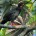 Pajuil Penelopina nigra Orden: Galliformes Familia: Cracidae El Pajuil es un ave de tamaño mediano de 55 a 66 centímetros de longitud total. Recuerda vagamente a una gallina con cola […]
