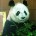Al ser México la única nación latinoamericana con especímenes de Panda Gigante y en el marco del 89 Aniversario del Zoológico de Chapultepec, la secretaria del Medio Ambiente, Martha Delgado […]