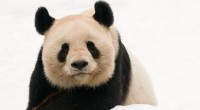 La organización ambientalista WWF, en sus oficinas ubicadas en Estados Unidos dio a conocer que el panda gigante ha cambiado su estatus de especie «en peligro» a «vulnerable» en la […]