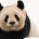 La organización ambientalista WWF, en sus oficinas ubicadas en Estados Unidos dio a conocer que el panda gigante ha cambiado su estatus de especie «en peligro» a «vulnerable» en la […]