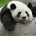 Tras un año en cartelera, la película “Pandas. De regreso a casa” 3D finaliza funciones el próximo viernes 27 de marzo y que ha sido difundida en la Megapantalla IMAX […]