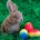 Aunque es una tradición estadounidense, cada vez es más común que los mexicanos celebremos el día de Pascua con imágenes de un conejo, y repartiendo huevos de chocolate a las […]