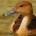 Pato Pijiji de pico gris Dendrocygna bicolor Orden: Anseriformes Familia: Anatidae Es un ave con una longitud total de 45 a 55 cm. En los adultos el pico y las […]
