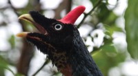 El pavón –una especie en peligro de extinción y que sólo se encuentra en los bosques mesófilos de montaña de México y Guatemala-, también cambiará significativamente su distribución, puesto que […]