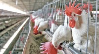 No se han registrado casos de gripe aviar en la entidad, sin embargo, existe blindaje para evitar el ingreso de productos contaminados; son seis puntos localizados en el Estado de […]