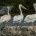 La Comisión Nacional de Áreas Naturales Protegidas (Conanp) dio a conocer que en el área protegida Laguna Madre y Delta del Río Bravo, registró las primeras fotografías del pelícano blanco, especie migratoria […]
