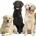 La empresa de autoservicio +Kota, en aras de impulsar el bienestar animal y la atención adecuada a las mascotas, durante esta semana festejará a las mascotas (especialmente a los caninos) […]