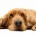 De acuerdo con el Estudio de Hábitos de Mascotas 2015 realizado por De la Riva Group y la cadena de veterinarias +KOTA, 43 por ciento de los dueños de mascotas […]