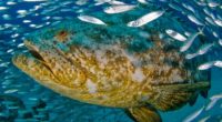 A partir del primer minuto del domingo pasado inició la temporada de pesca de todas las especies del pez mero en aguas de jurisdicción federal frente a los estados de […]