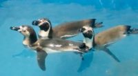 El Puerto de Mazatlán tendrá el primer centro de conservación exclusivo de pingüinos Spheniscus humboldti, especie cuyo acelerado proceso de extinción se buscará contener a través de un banco genético […]