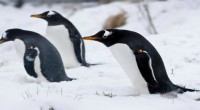 Un iceberg gigante ha ocasionado la muerte de 150 mil pingüinos de Adelaida en la bahía de Commonwealth (Antártida) tras chocar en 2010 contra el glaciar Mertz e incrustarse en […]