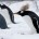 Un iceberg gigante ha ocasionado la muerte de 150 mil pingüinos de Adelaida en la bahía de Commonwealth (Antártida) tras chocar en 2010 contra el glaciar Mertz e incrustarse en […]