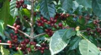 En 2017 se registró un incremento del 30.7 por ciento en la producción de café verde u “oro” en comparación a lo que se generó en el 2016, gracias al […]