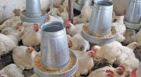 Metepec, Méx.- Luego de que el Servicio Nacional de Sanidad, Inocuidad y Calidad Agroalimentaria (SENASICA) confirmó la presencia del virus de influenza aviar tipo A, subtipo H7N3, en granjas avícolas […]