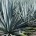 El Instituto Nacional de Investigaciones Forestales, Agrícolas y Pecuarias (INIFAP) generó tecnología que reduce el tiempo de cosecha del agave tequilana Weber a través de la técnica de fertigación y […]