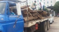 La Procuraduría Federal de Protección al Ambiente (PROFEPA) informó que aseguró de manera precautoria 5.5 metros cúbicos de madera aserrada de la especie Guanacaste en el municipio de Culiacán, Sinaloa, […]