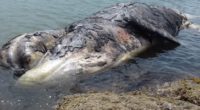La Procuraduría Federal de Protección al Ambiente (Profepa) atendió dos varamientos de mamíferos marinos, el primero de una ballena jorobada en Oaxaca y el segundo de una ballena gris en […]