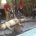 La Procuraduría Federal de Protección al Ambiente (PROFEPA) realizó la necropsia de un cadáver de Cocodrilo de Río (Cocodrylus acutus) encontrado en el Área Natural Protegida (ANP) Estero El Salado, con […]