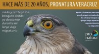 De acuerdo al Proyecto Veracruz Río de Rapaces, en el cual se encuentran involucrados diversos organismos ambientales como es Pronatura Veracruz, en su temporada 2014 se contabilizaron 3,573,859 de aves, […]