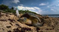 El Programa de Conservación de Tortugas Marinas de la Riviera Maya, en el estado de Quintana Roo, en el caribe mexicano, a cargo de Flora, Fauna y Cultura de México […]